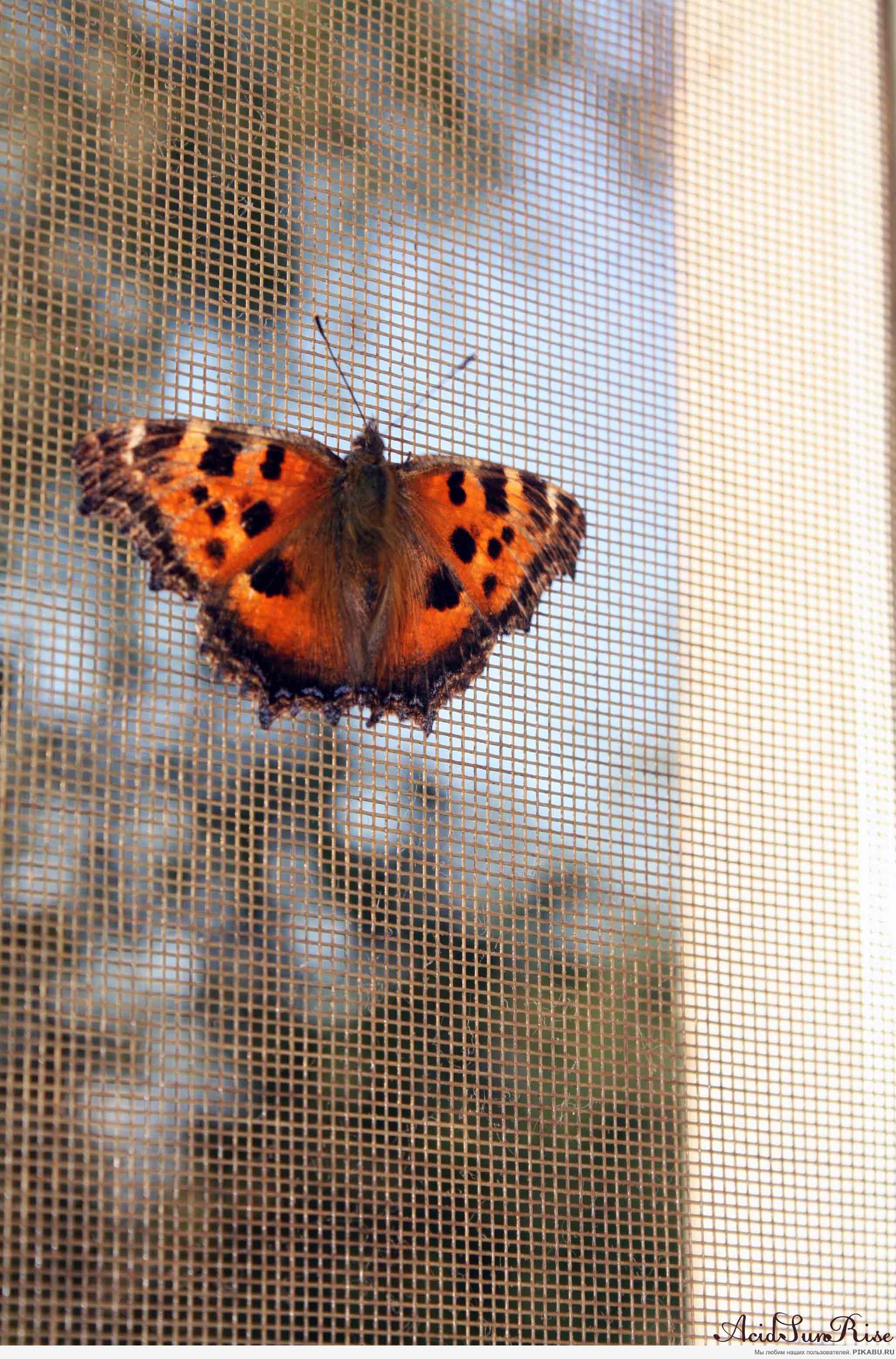 Нашла в футболке, теперь член семьи =)