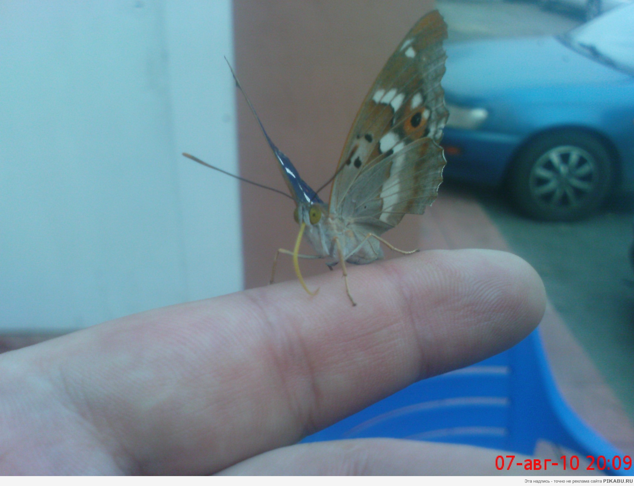 ������ �������. 