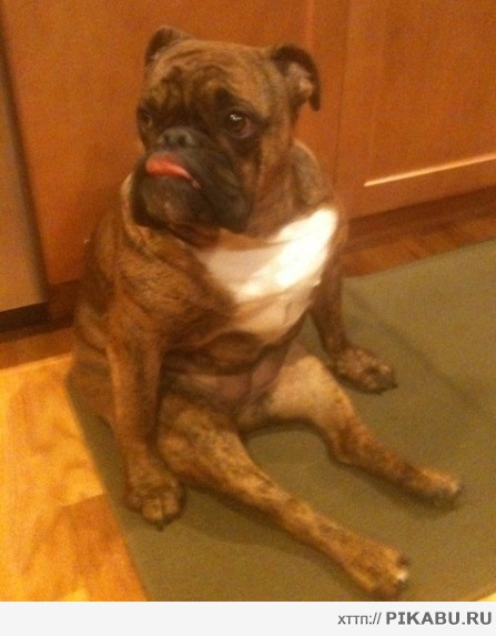 Сидеть!Да сижу,уже,сижу...