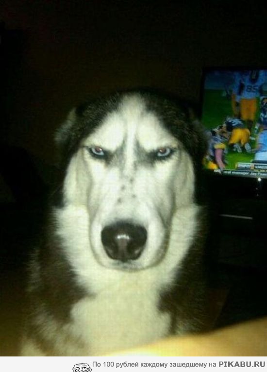 Собака-навсёсерьезносмотряка | Пикабу