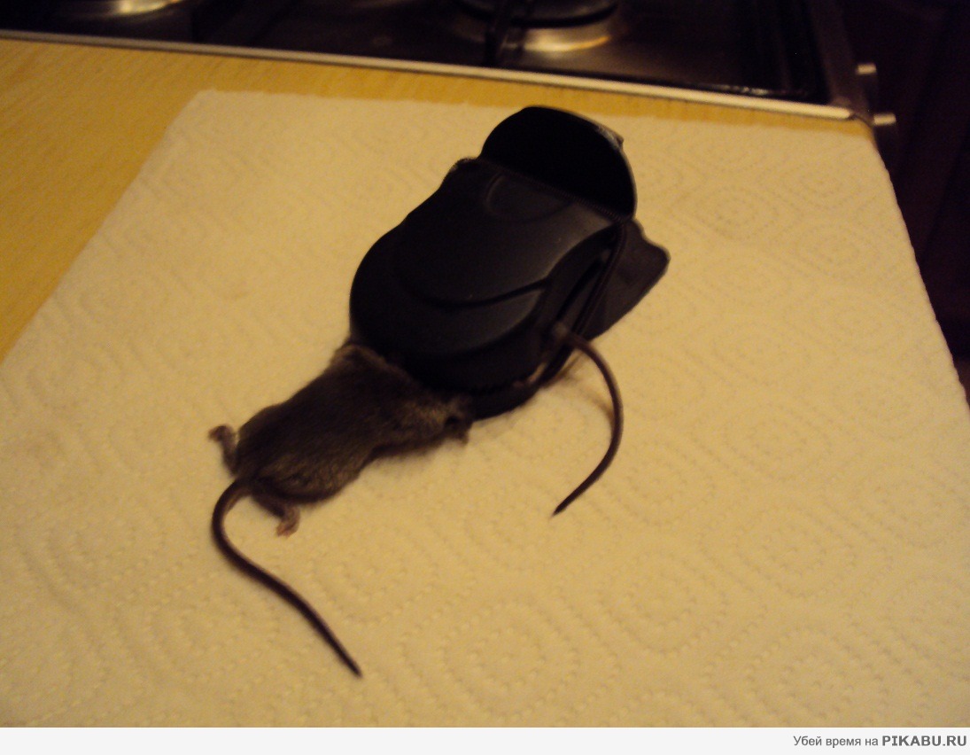 ������� ����