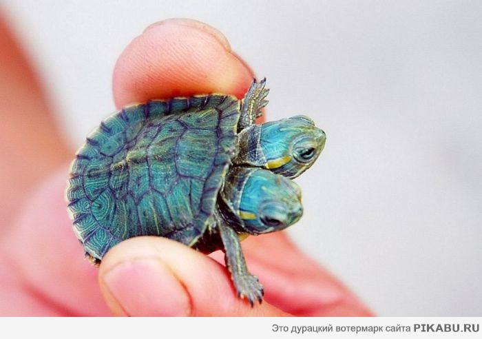 ��������� ��������