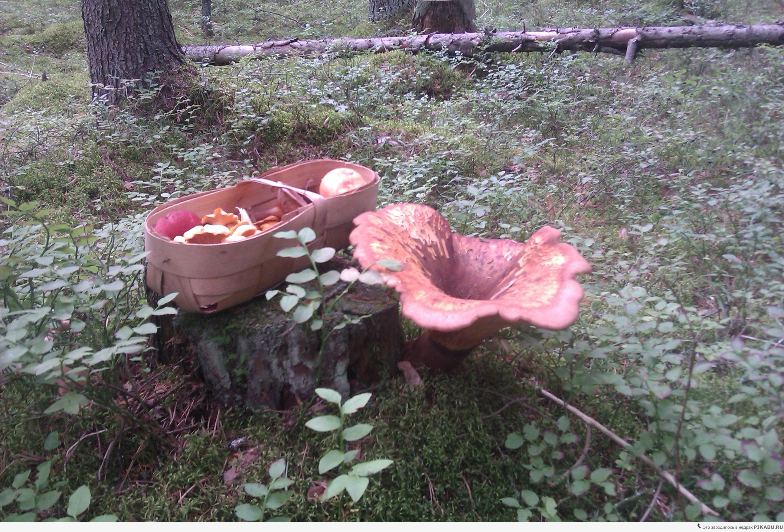 ����� � ����� �� �������