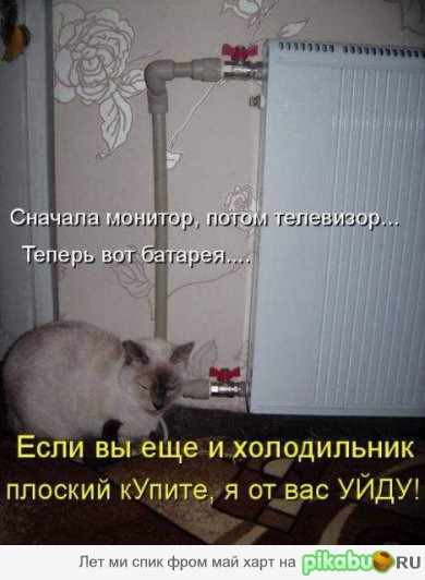 Котэ оскорблён! В лучших чувствах