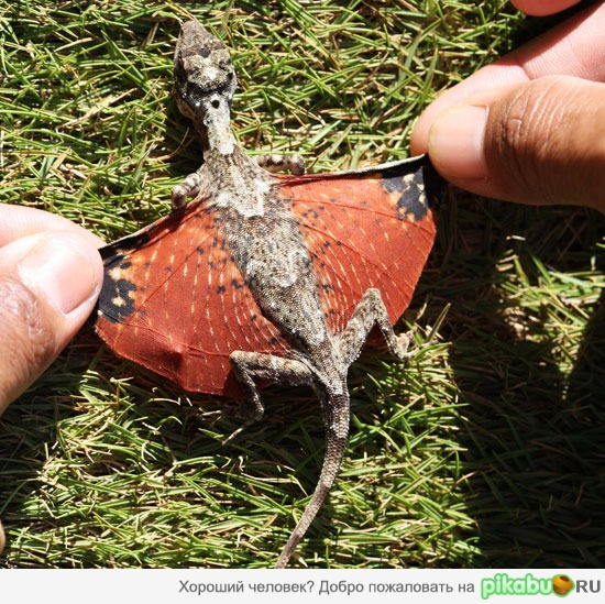 Мини дракон