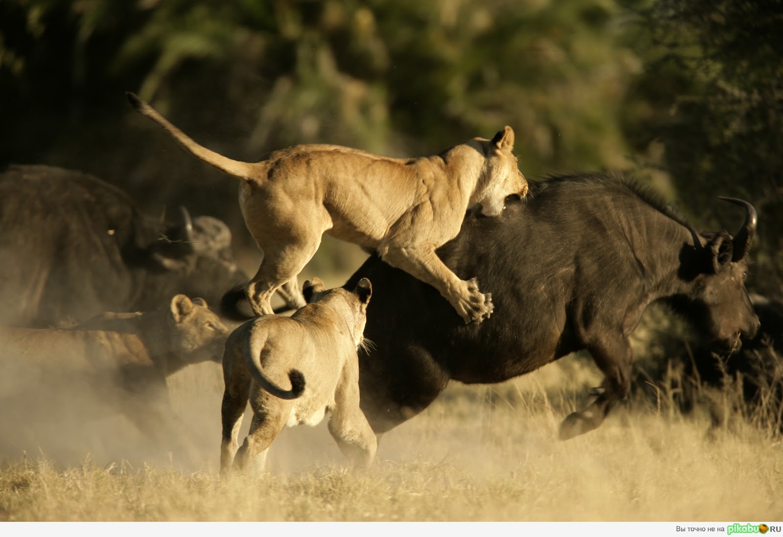 бабы на охоте