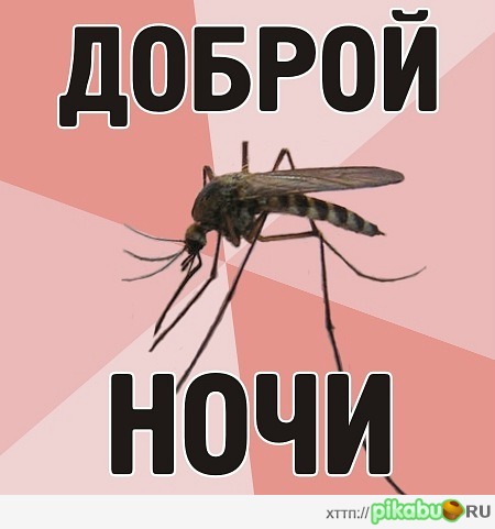 Доброй ночи Пикабу!