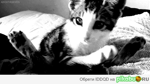 доброе утро, Страна!