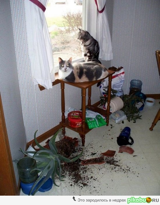 понаставили тут горшков