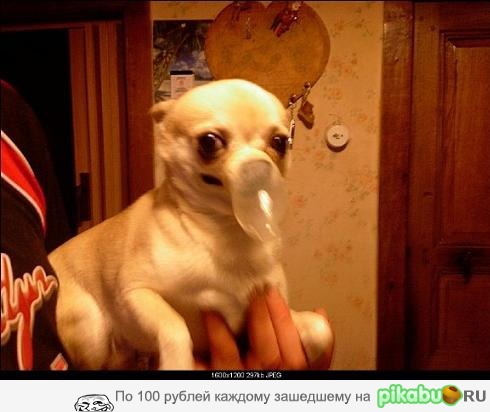 Дыши, Тузик!