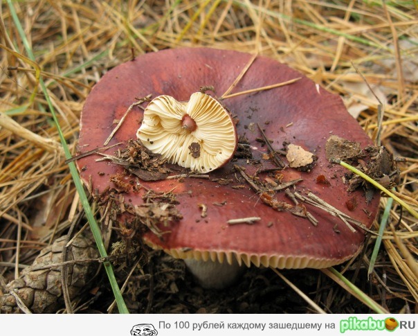 Вспомнить все