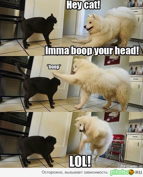 Hey cat!