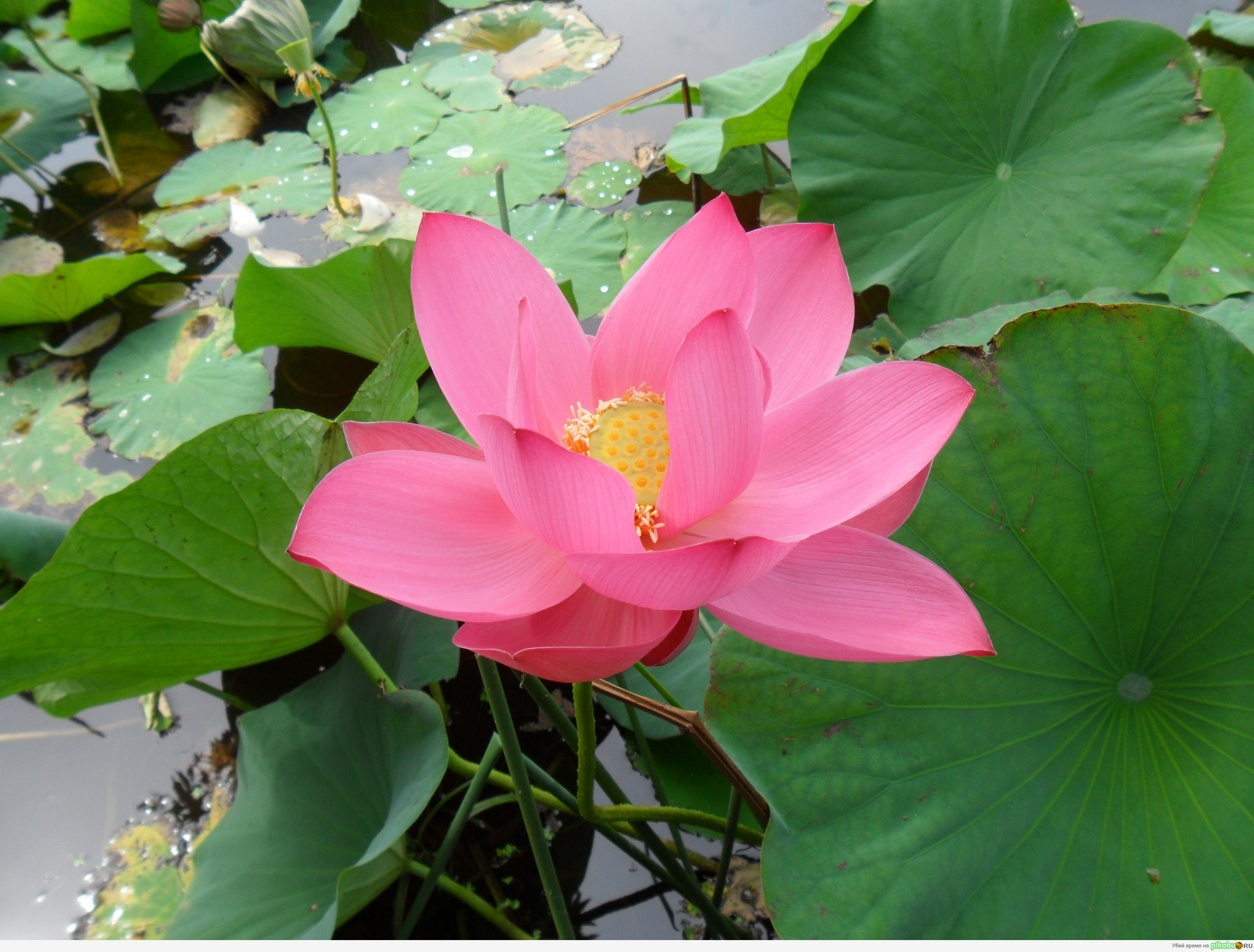 ����������� �����