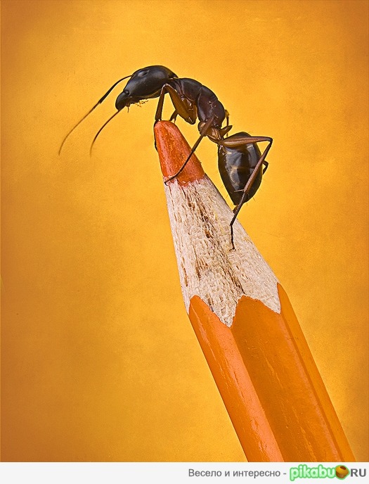 муравей | Пикабу
