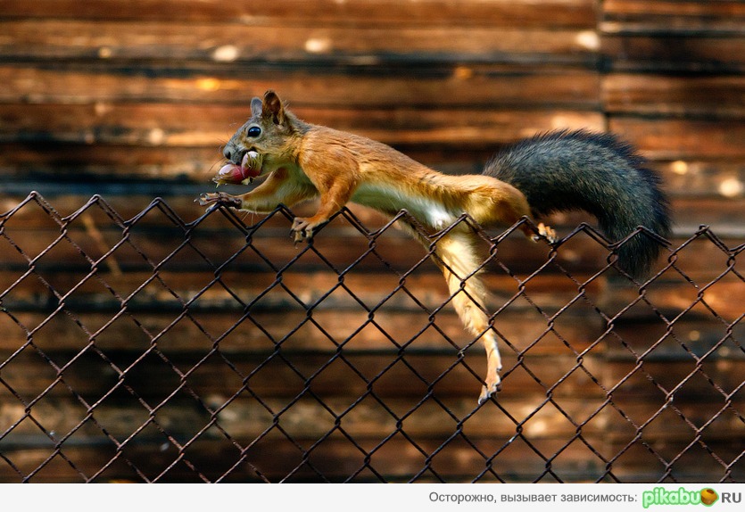 Искусство удирать.)))) | Пикабу