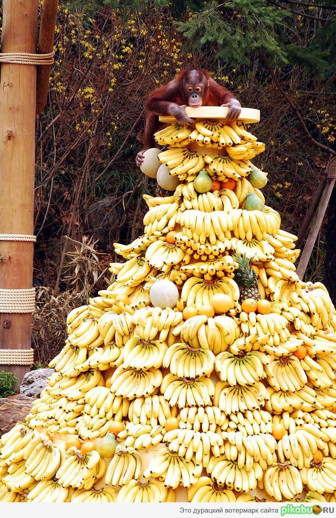 Король банановой страны ))))))