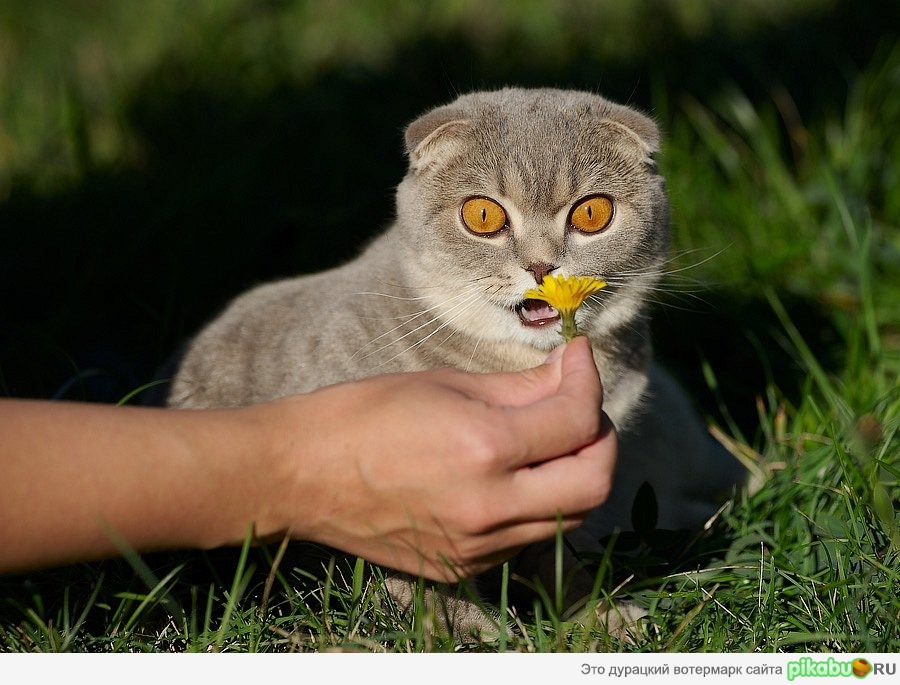 Ой, это мне?))