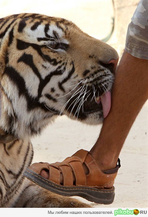 Еда должна быть чистой, правильно)))