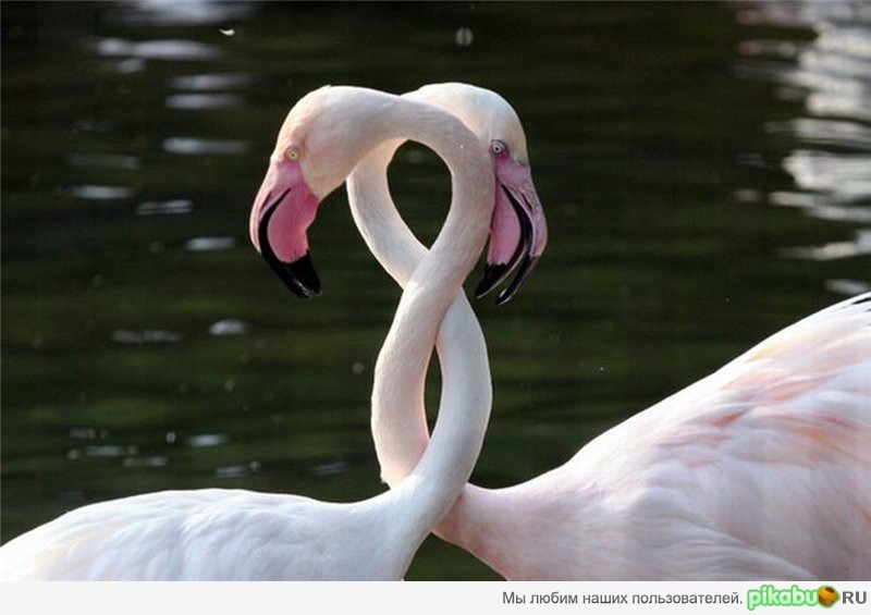 Чудная парочка