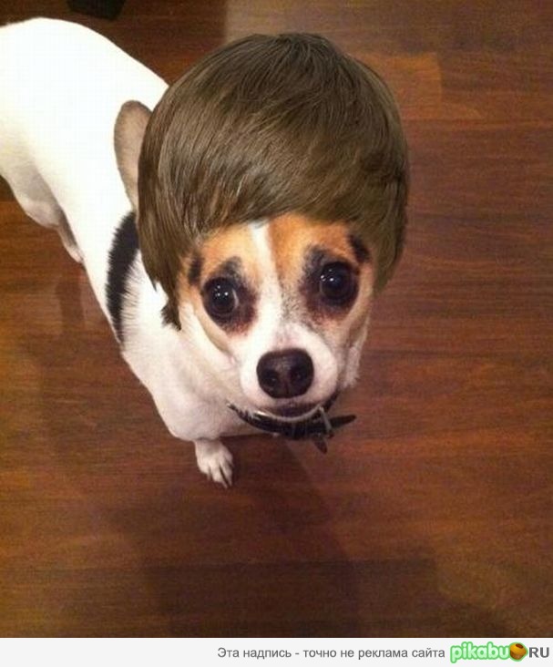 Найдено фото собаки Джастина Бибера