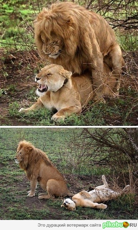 ��������, ����� �������� )