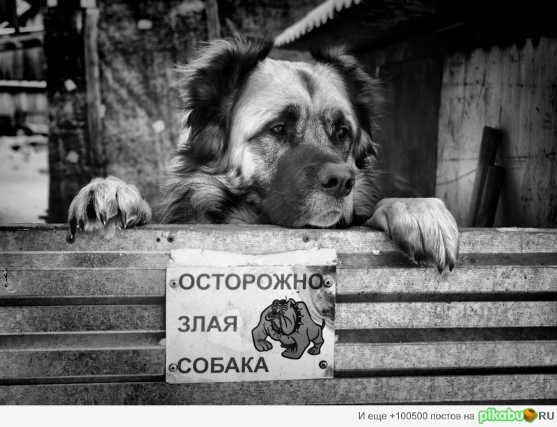 Верится с трудом... | Пикабу