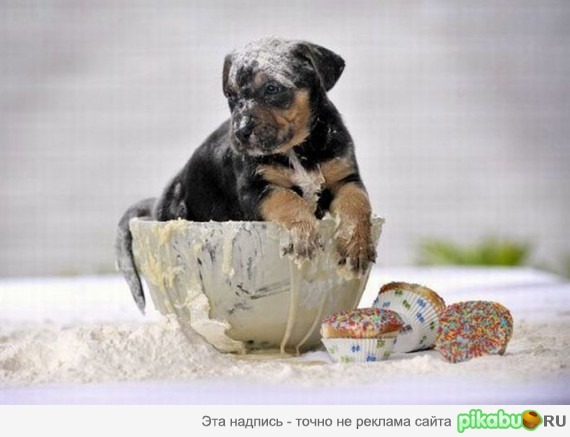 Маленький любитель сладостей