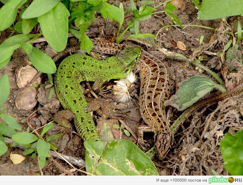 ��������� ��� � ���.