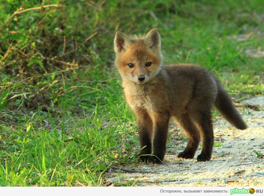Mozilla Babyfox