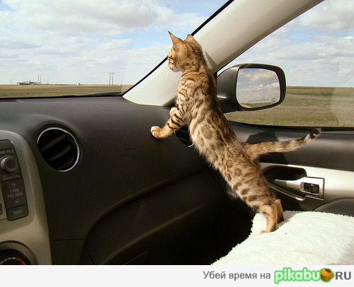 Котэ штурман