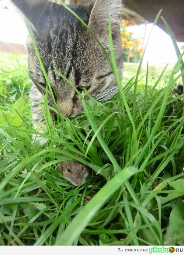 Tom & Jerry
