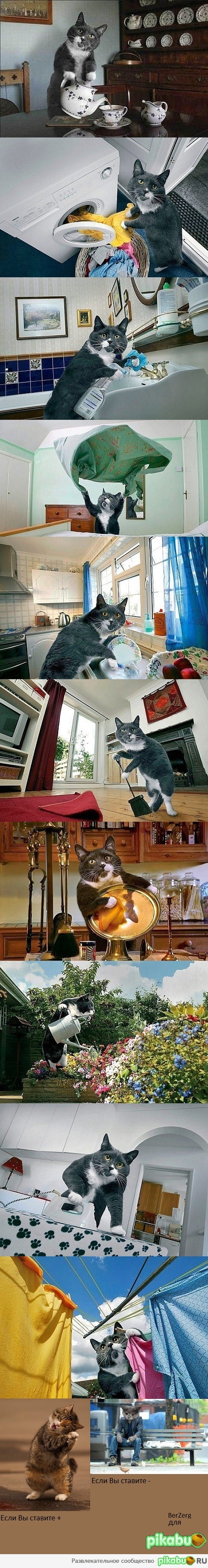 Вот это по-настоящему домашний кот!