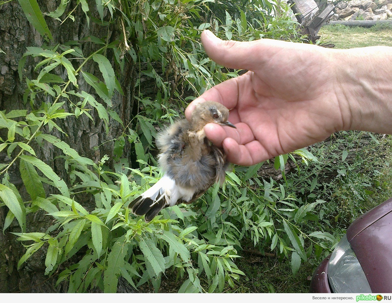 ��� ������� ����� ������ + 2 ���� [������������ �� �� ��]