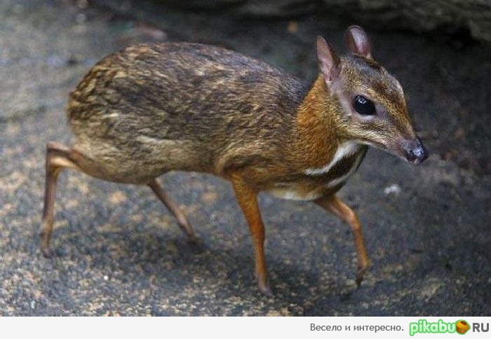 Знакомьтесь,самое маленькое парнокопытное животное в мире)) | Пикабу
