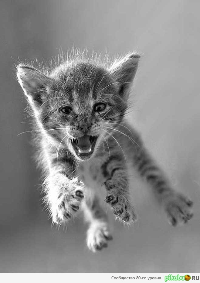 Прыжок | Пикабу