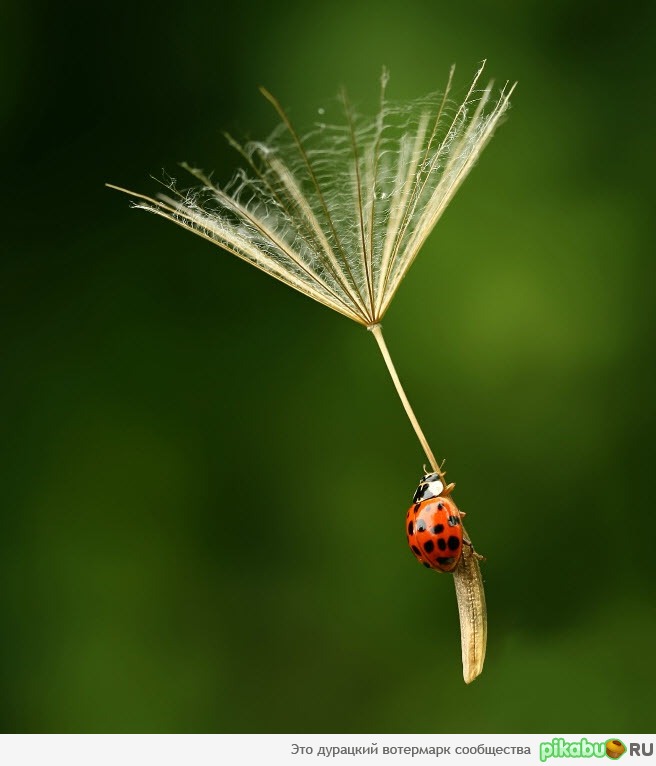 Зачем крылья, если есть парашют.)))))