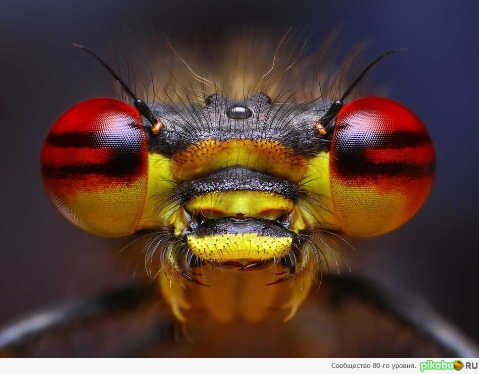 Смотреть в глаза!