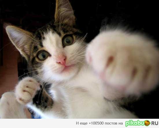 Муай-тай!!!))