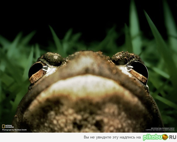 Лягушка-бык.