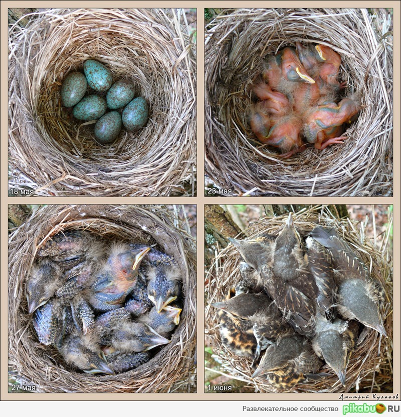 Вот так и на свет появляются... Птенцы рябинника.