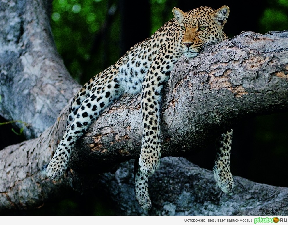 Отдыхающий леопард