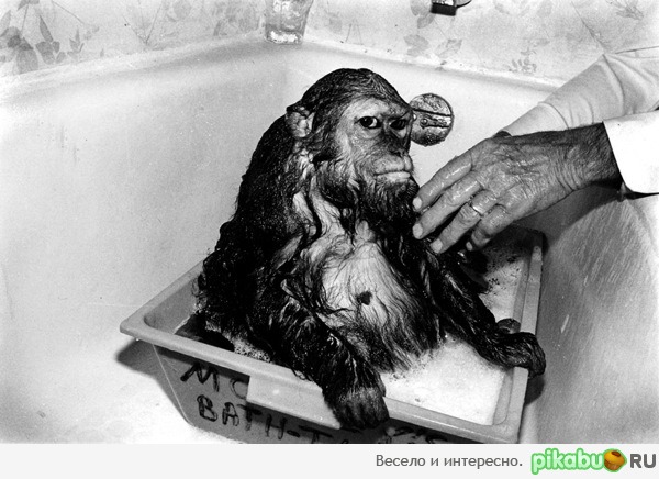 Не только котэ этого не любят