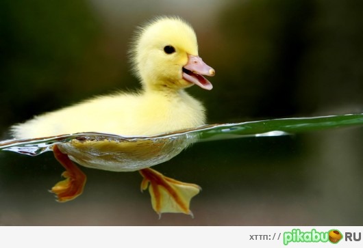 duck