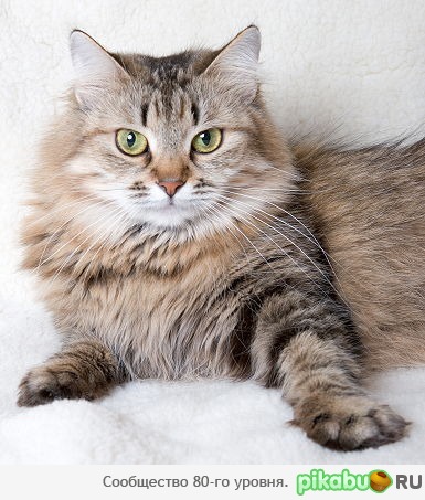 ������������ ��������� �����.