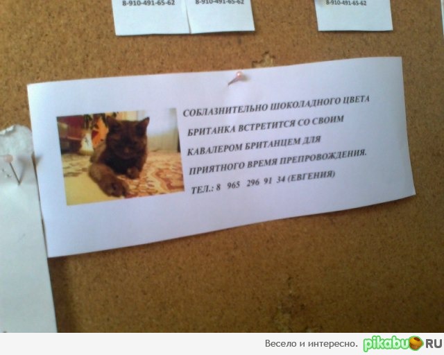 брачное(?) объявление | Пикабу