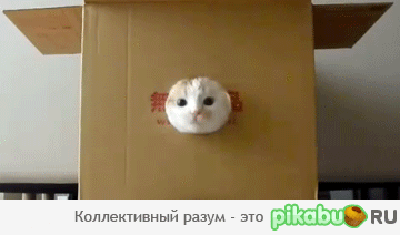 КУ-КУ КУ-КУ