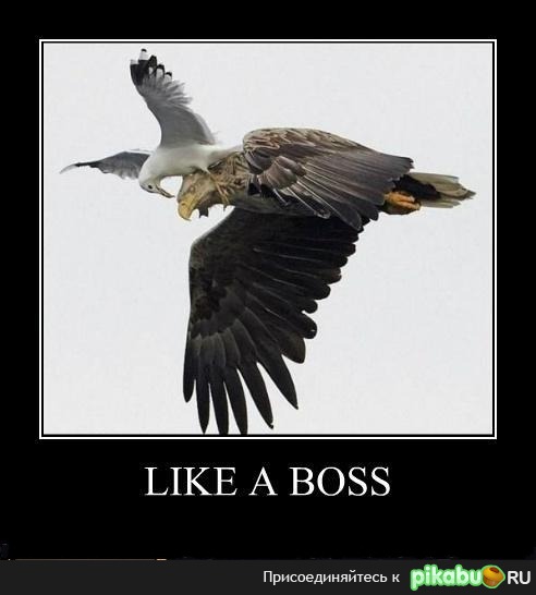 Like A Boss 