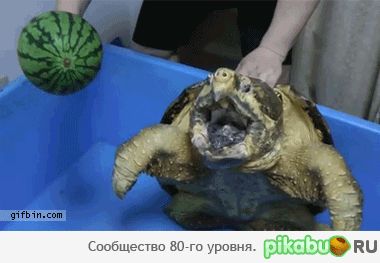 Черепашка ест арбуз :)