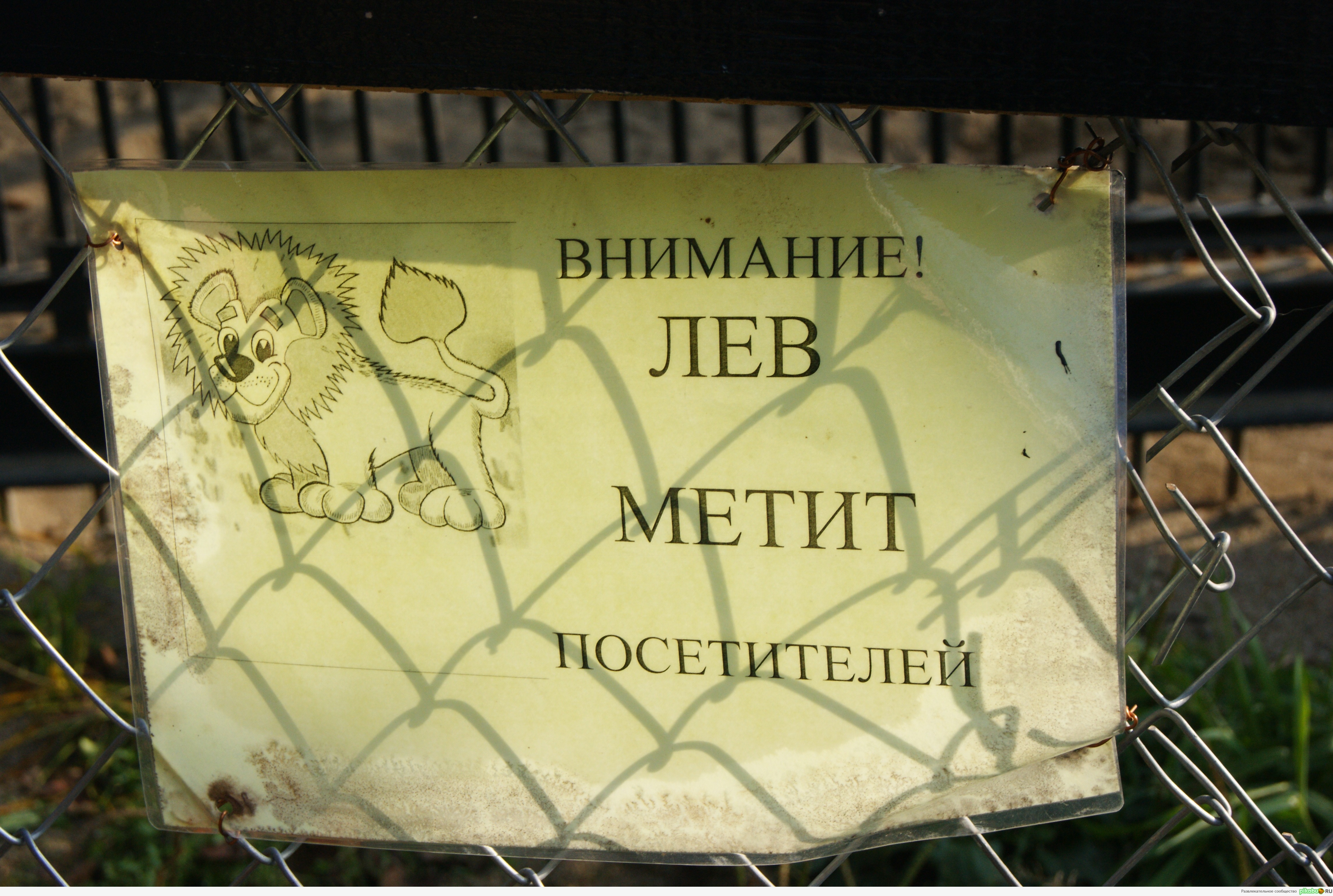 Любвеобильный лев