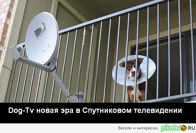 Dog-Tv   